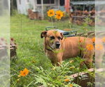 Small #3 Mutt