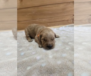 Golden Retriever Puppy for sale in WILLIAMSTOWN, KY, USA