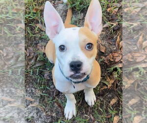 Boston Terrier-Unknown Mix Dogs for adoption in Alexander, AR, USA