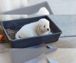 Small Photo #19 English Cream Golden Retriever Puppy For Sale in APPLE VALLEY, CA, USA