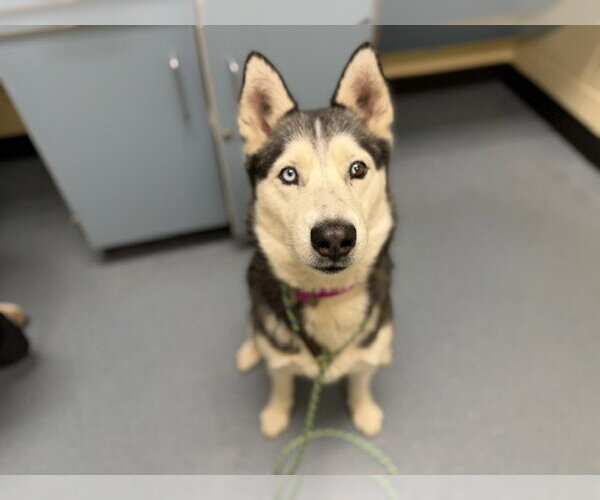 Medium Photo #1 Siberian Husky Puppy For Sale in Denver, CO, USA