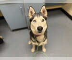 Small Siberian Husky