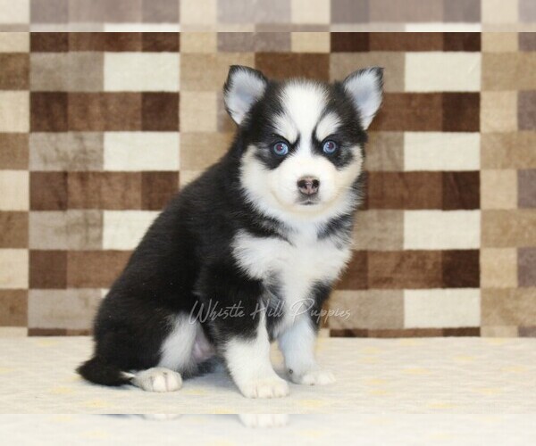 Medium Photo #4 Pomsky Puppy For Sale in DENVER, PA, USA