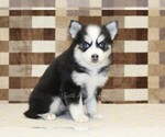 Small #3 Pomsky