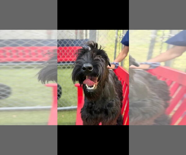 Medium Photo #1 GIANT SCHNAUZER -Unknown Mix Puppy For Sale in Woodbury, NY, USA