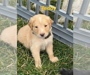 Medium Australian Retriever