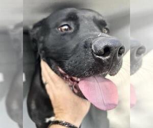 Mutt Dogs for adoption in Houston, TX, USA