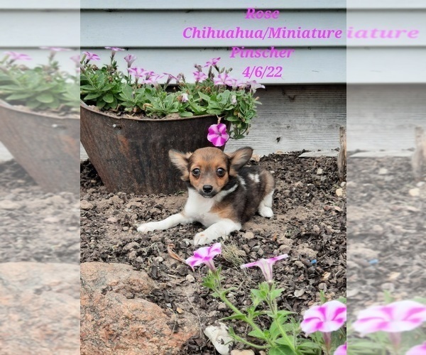 Medium Photo #1 Chipin Puppy For Sale in SHIPSHEWANA, IN, USA