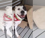 Small #20 American Bulldog-Labrador Retriever Mix