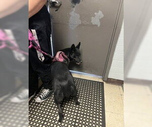 Border Collie-Unknown Mix Dogs for adoption in Stockton, CA, USA