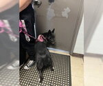 Small Border Collie Mix