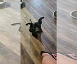 Small #3 Mutt