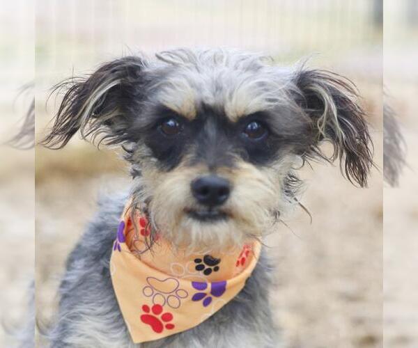 Medium Photo #1 - Mix Puppy For Sale in San Antonio, TX, USA