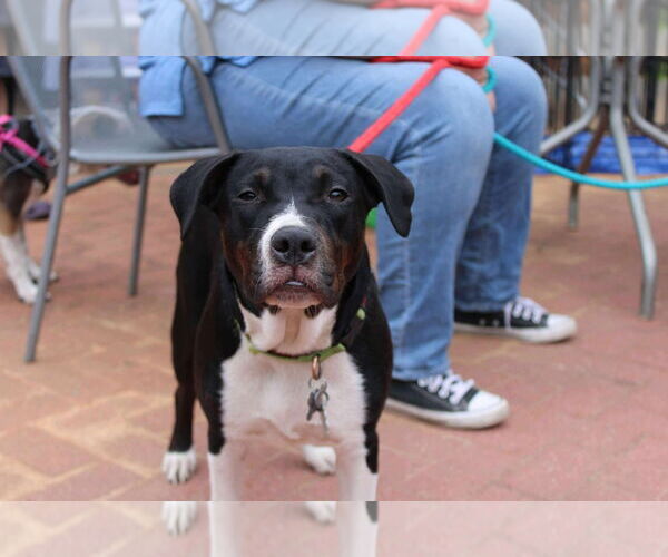 Medium Photo #4 Staffordshire Bull Terrier-Unknown Mix Puppy For Sale in Holly Springs, NC, USA