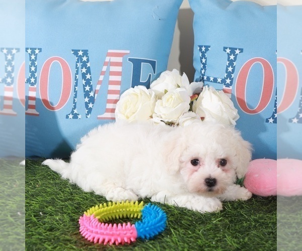 Medium Photo #3 Bichon Frise Puppy For Sale in MOUNT VERNON, OH, USA