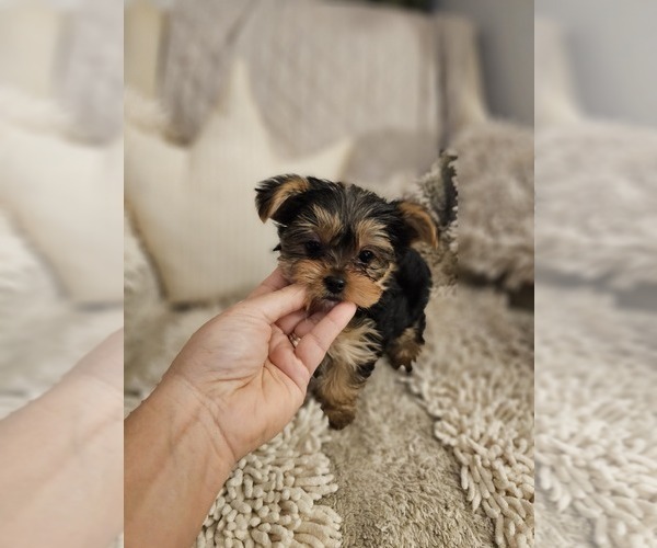 Medium Photo #7 Yorkshire Terrier Puppy For Sale in SALEM, OR, USA