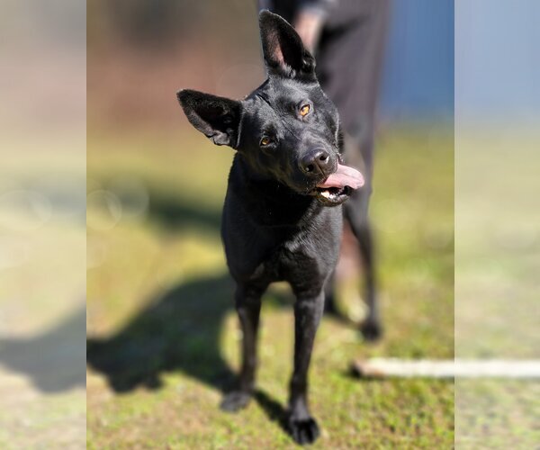 Medium Photo #4 Australian Kelpie-Unknown Mix Puppy For Sale in Anniston, AL, USA