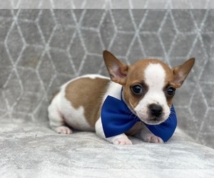 French Bulldog-Jack Russell Terrier Mix Puppy for sale in LAKELAND, FL, USA