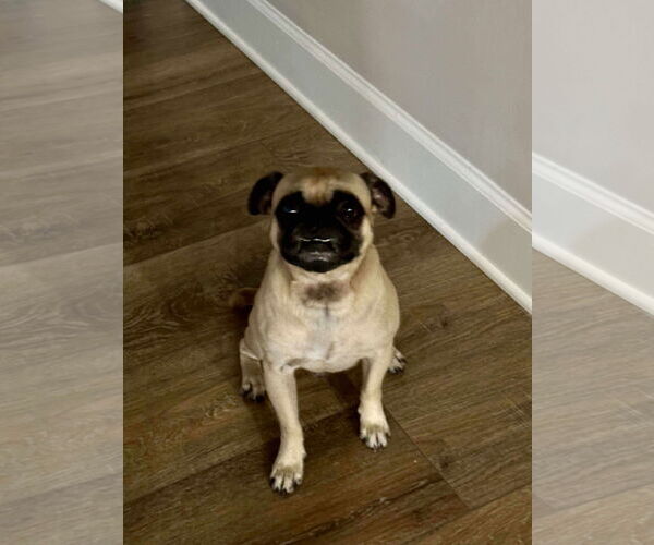 Medium Photo #2 Pug Puppy For Sale in Gulfport, MI, USA
