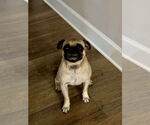 Small #1 Pug