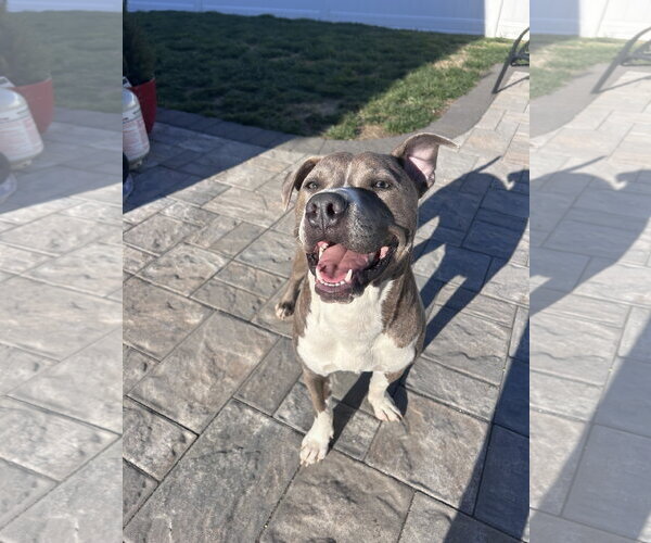 Medium Photo #4 Mutt Puppy For Sale in Cape May, NJ, USA