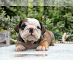 Small #1 English Bulldog
