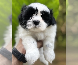 Shih Tzu Puppy for sale in IRVING, TX, USA