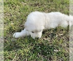 Small Photo #6 Great Pyrenees Puppy For Sale in MCALLEN, TX, USA