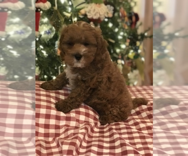 Medium Photo #4 Cavapoo Puppy For Sale in BOWLING GREEN, KY, USA