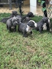 American Bully Puppy for sale in BYRAM, MS, USA