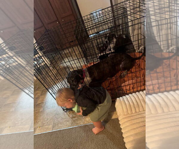 Medium Photo #4 German Shorthaired Pointer-Great Dane Mix Puppy For Sale in Bullard, TX, USA