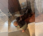 Small #3 German Shorthaired Pointer-Great Dane Mix