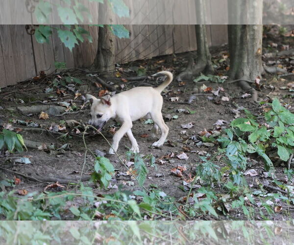 Medium Photo #23 Labrador Retriever-Unknown Mix Puppy For Sale in Sebec, ME, USA