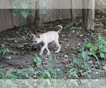 Small #22 Labrador Retriever Mix