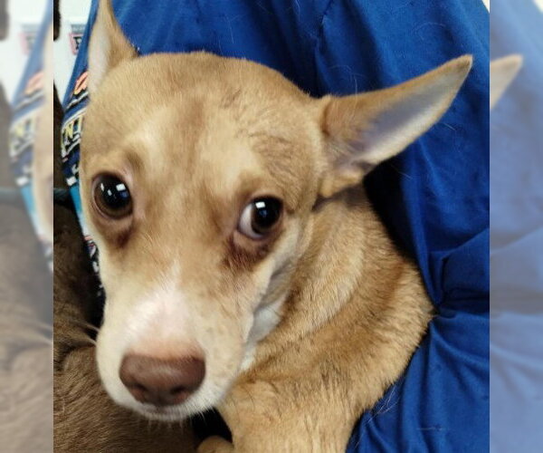 Medium Photo #1 Chihuahua-Unknown Mix Puppy For Sale in Alameda, CA, USA