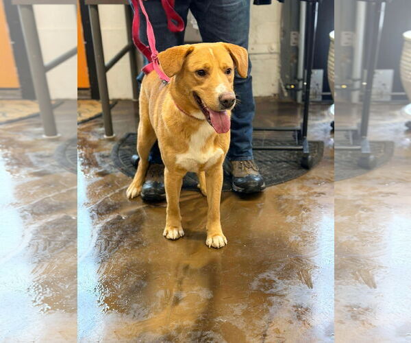 Medium Photo #6 Labrador Retriever-Unknown Mix Puppy For Sale in Westwood, NJ, USA