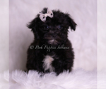 Small Photo #39 Morkie Puppy For Sale in WARSAW, IN, USA