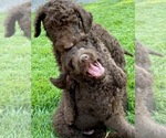 Small #4 Labradoodle-Poodle (Standard) Mix