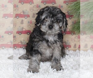 Cavapoo-Poodle (Standard) Mix Puppy for sale in FREDERICKSBURG, OH, USA