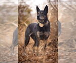 Small #12 German Shepherd Dog Mix