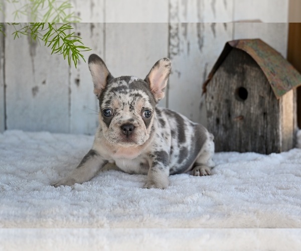 Medium Photo #3 French Bulldog Puppy For Sale in MILLERSBURG, OH, USA