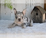 Small #2 French Bulldog