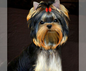 Yorkshire Terrier Puppy for sale in ROANOKE, VA, USA