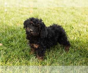 Medium Cock-A-Poo-Goldendoodle Mix