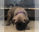 Small Photo #2 Mastiff Puppy For Sale in HESPERIA, CA, USA