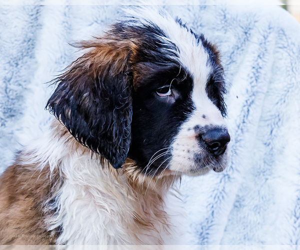 Medium Photo #2 Saint Bernard Puppy For Sale in WAKARUSA, IN, USA