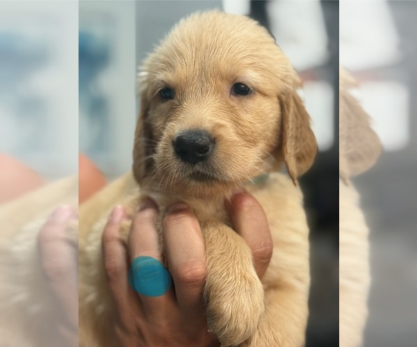 Medium Photo #5 Golden Retriever Puppy For Sale in OCALA, FL, USA