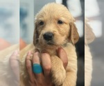 Puppy Light blue Golden Retriever