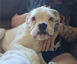 Puppy Pete Boxer