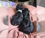 Small #6 Cavapoo